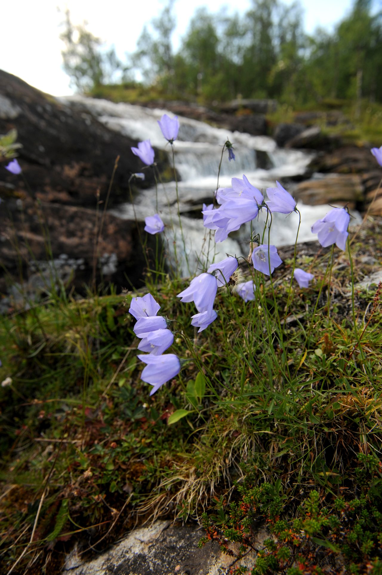 Liten blåklocka – en del av vår värdefulla biologiska mångfald ...